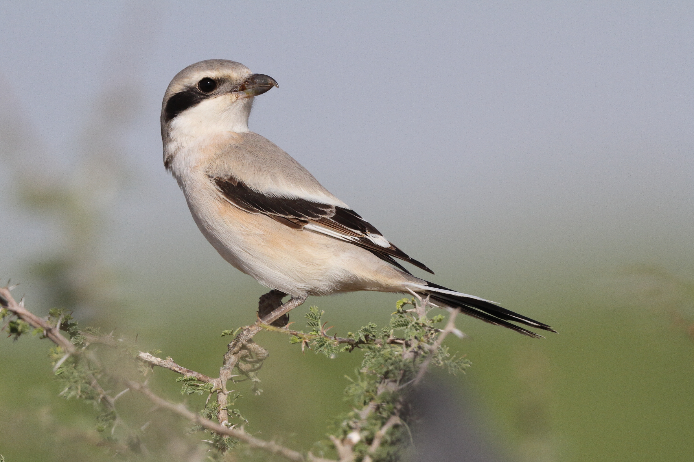 'Steppe' Grey Shrike. Qatar, 27 March 2013 © Neil G. Morris.