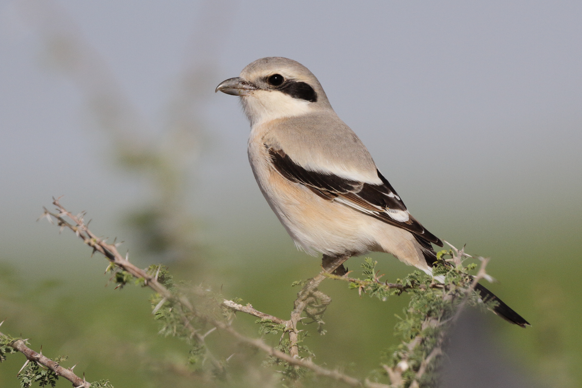 'Steppe' Grey Shrike. Qatar, 27 March 2013 © Neil G. Morris.
