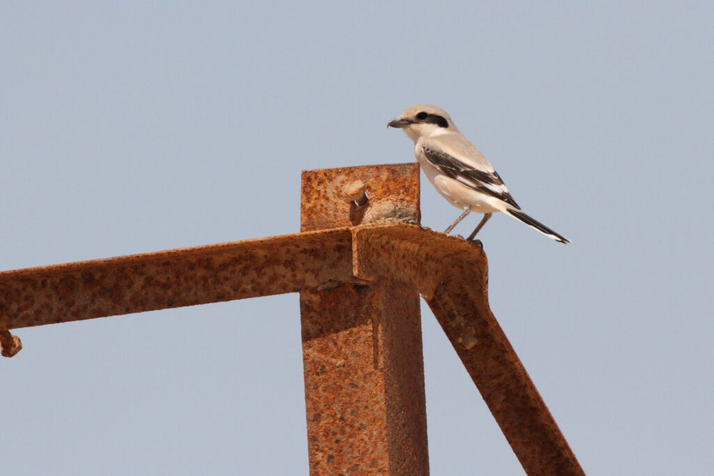 'Steppe' Grey Shrike. Qatar, 02 April 2013 © Neil G. Morris.