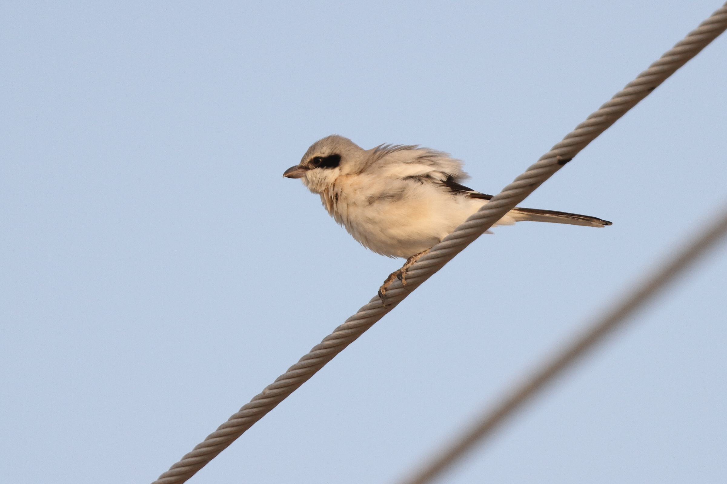 'Steppe' Grey Shrike. Qatar, 06 June 2013 © Neil G. Morris.