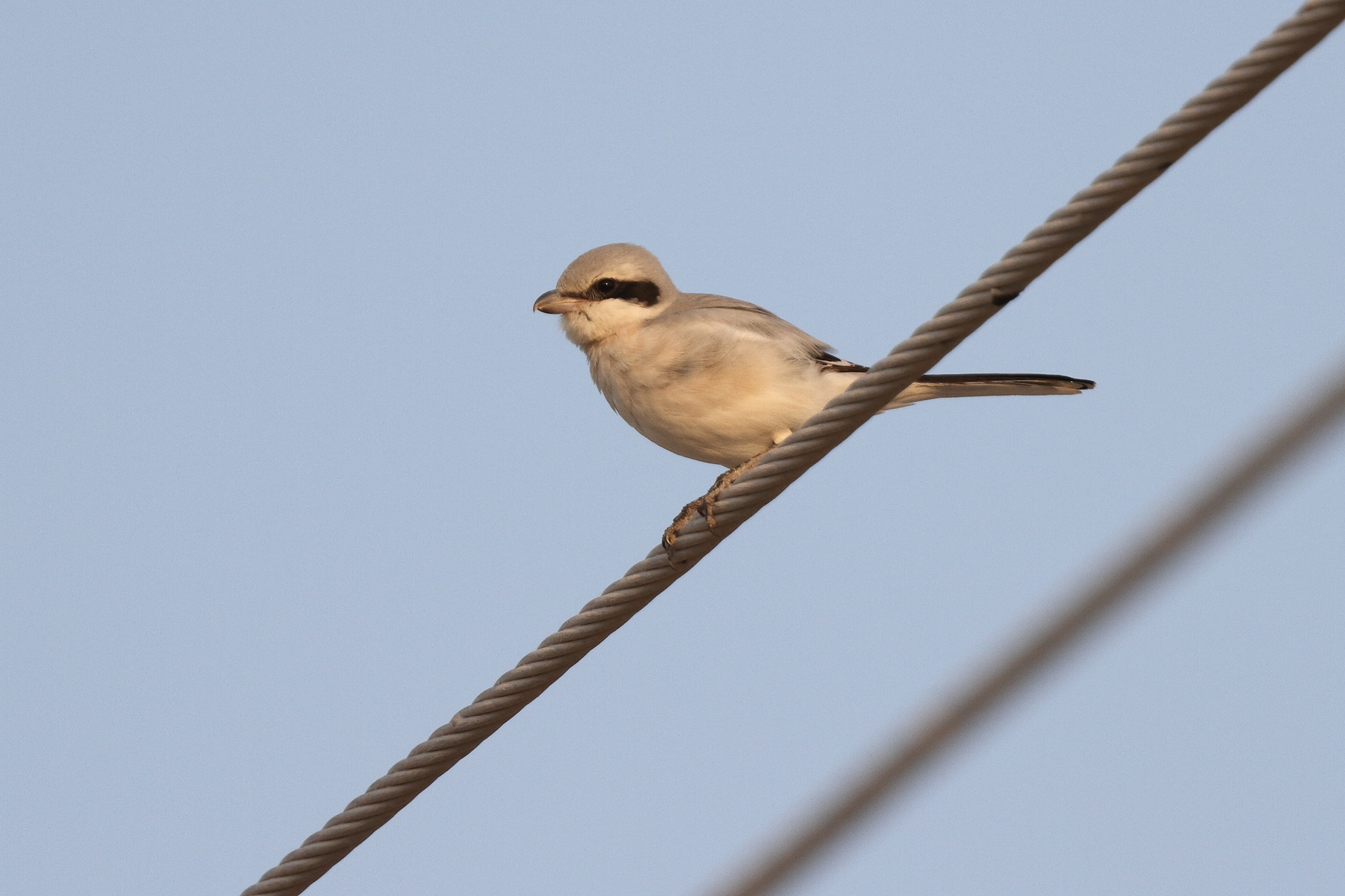 'Steppe' Grey Shrike. Qatar, 06 June 2013 © Neil G. Morris.
