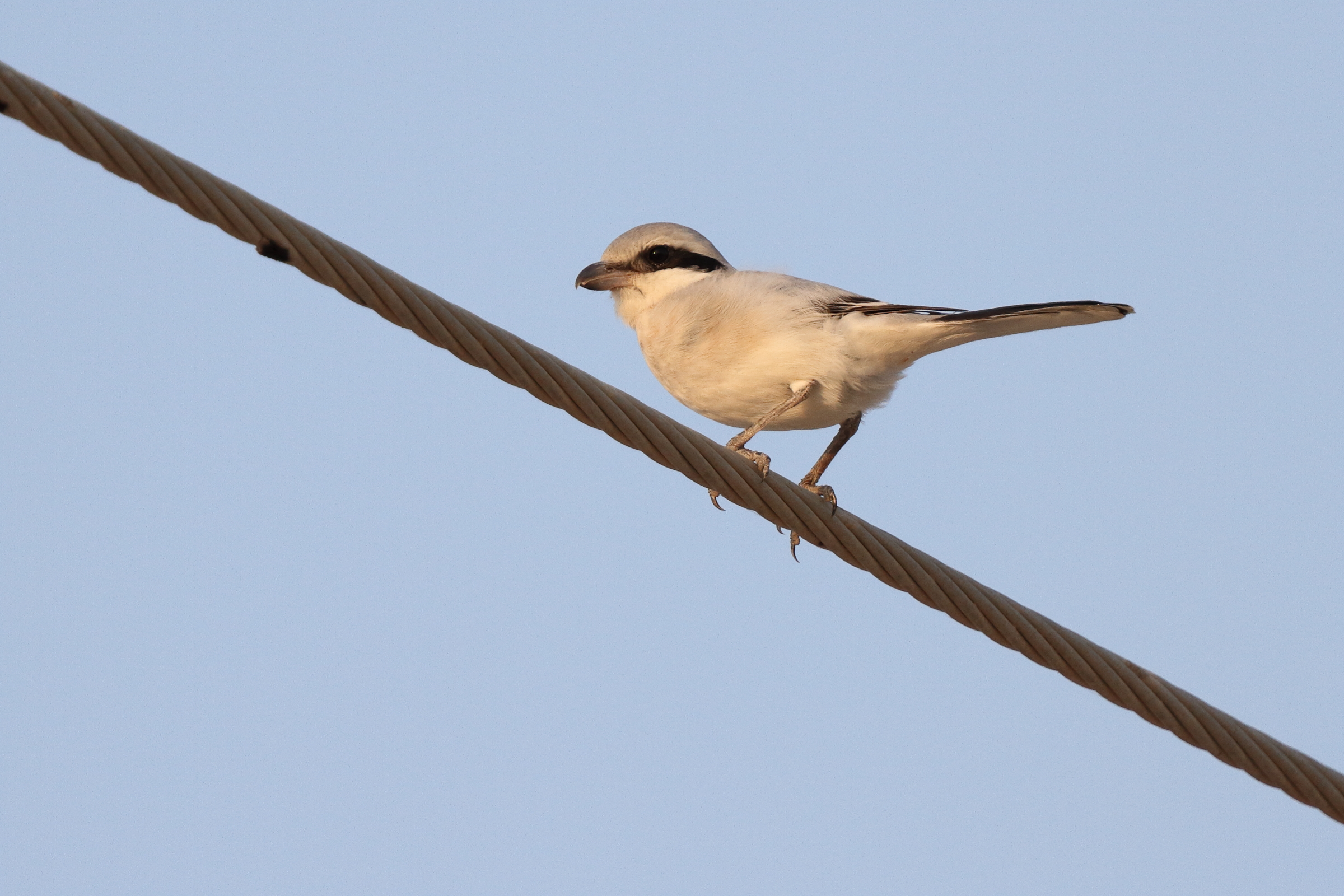 'Steppe' Grey Shrike. Qatar, 06 June 2013 © Neil G. Morris.