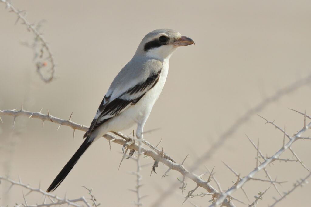 'Steppe' Grey Shrike. Qatar, 12 November 2013 © Neil G. Morris.