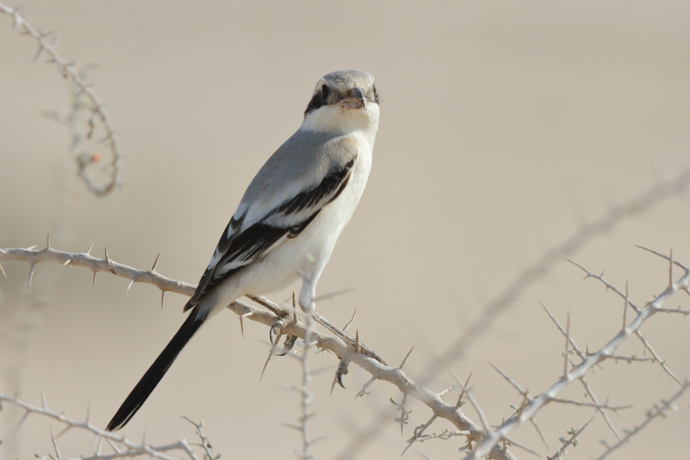 'Steppe' Grey Shrike. Qatar, 12 November 2013 © Neil G. Morris.