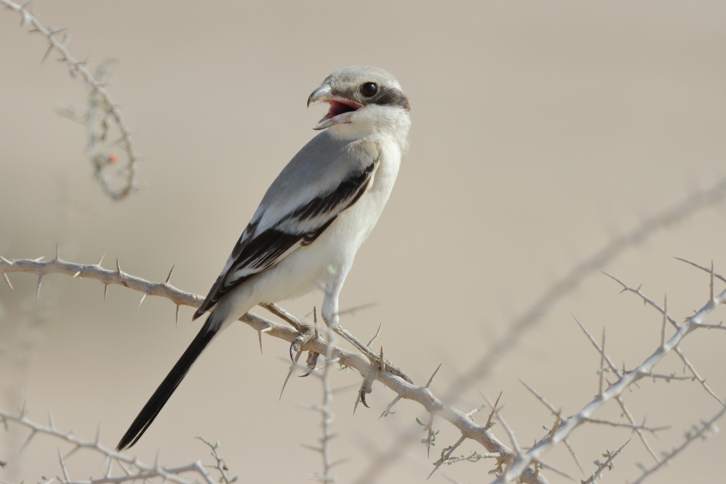 'Steppe' Grey Shrike. Qatar, 12 November 2013 © Neil G. Morris.