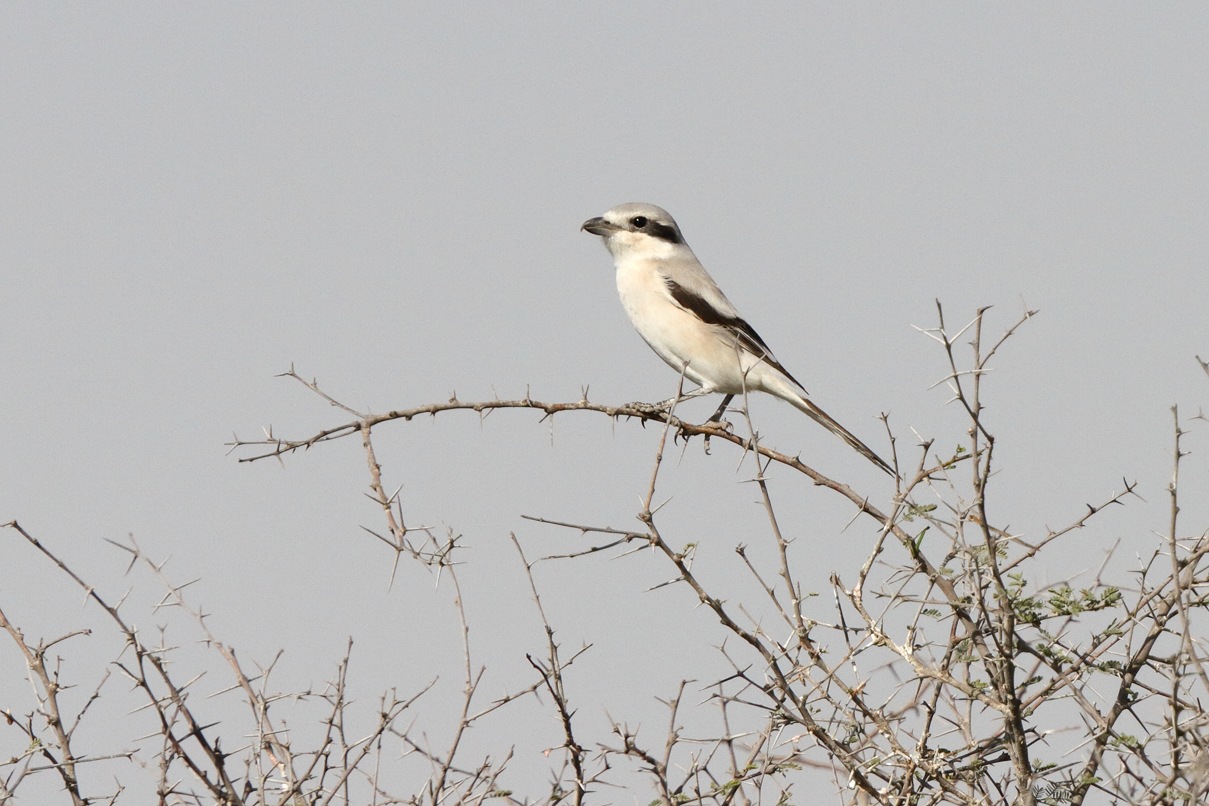 'Steppe' Grey Shrike. Qatar, 03 March 2014 © Neil G. Morris.