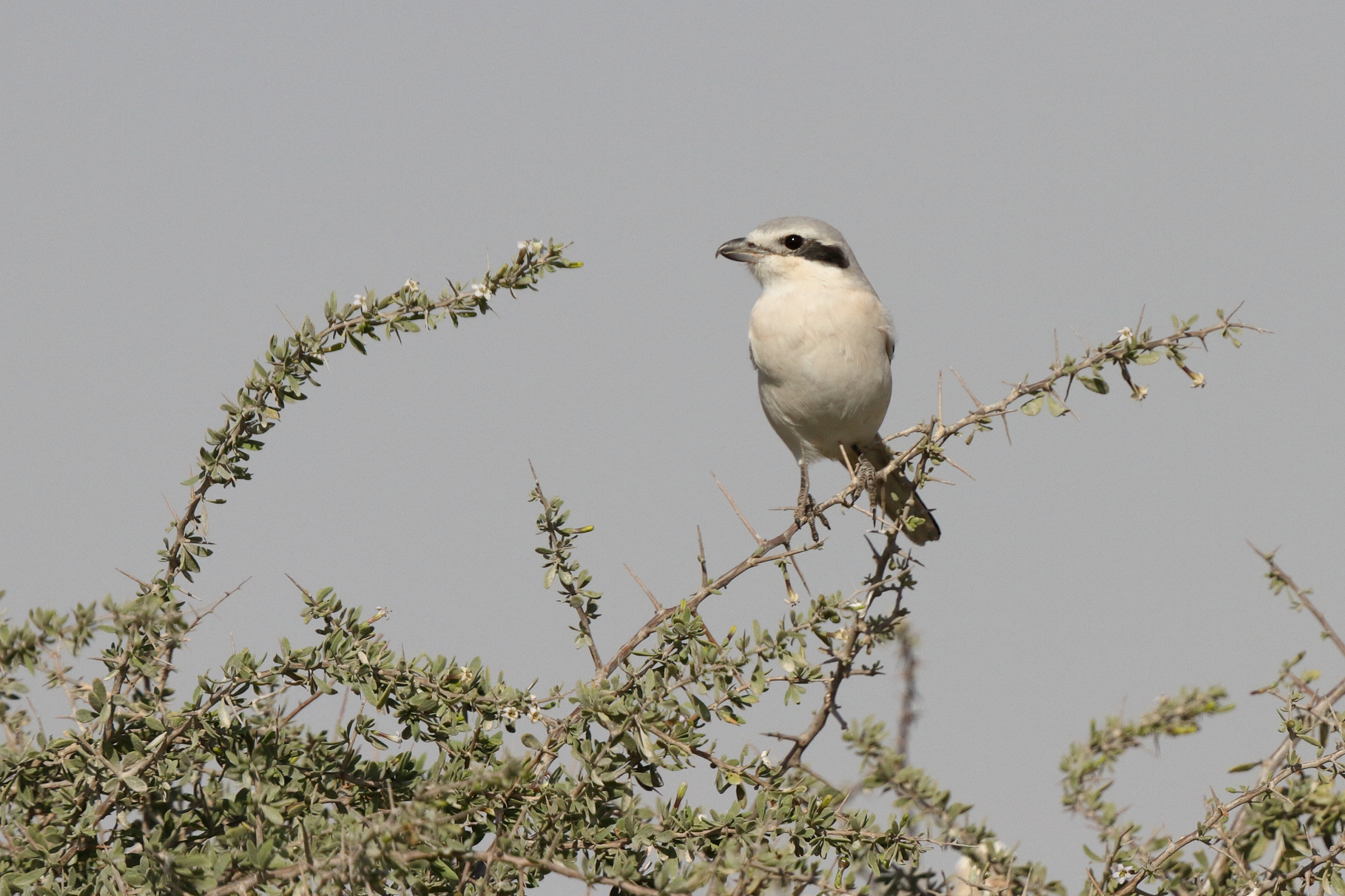 'Steppe' Grey Shrike. Qatar, 03 March 2014 © Neil G. Morris.