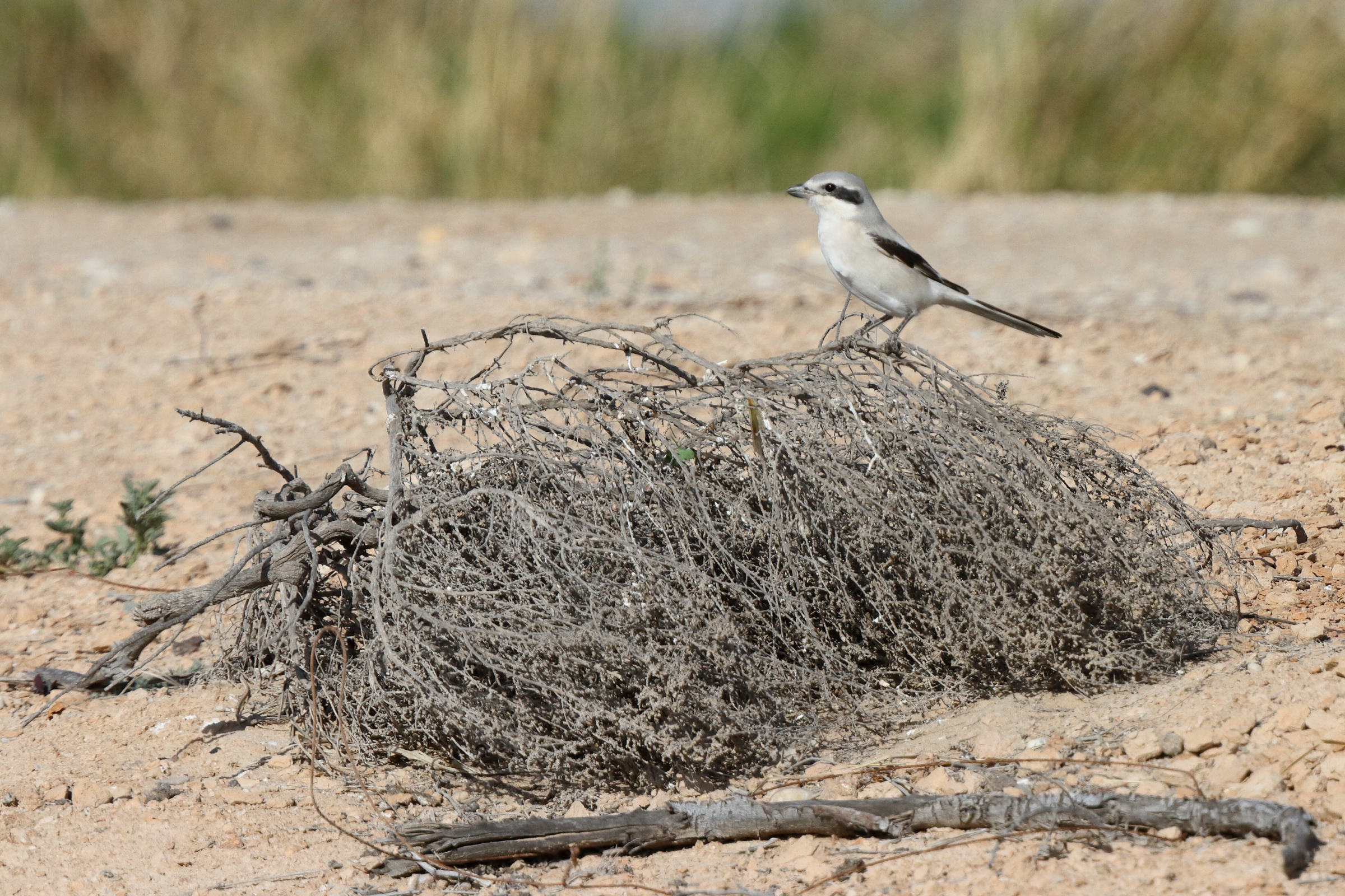'Steppe' Grey Shrike. Qatar, 03 March 2014 © Neil G. Morris.