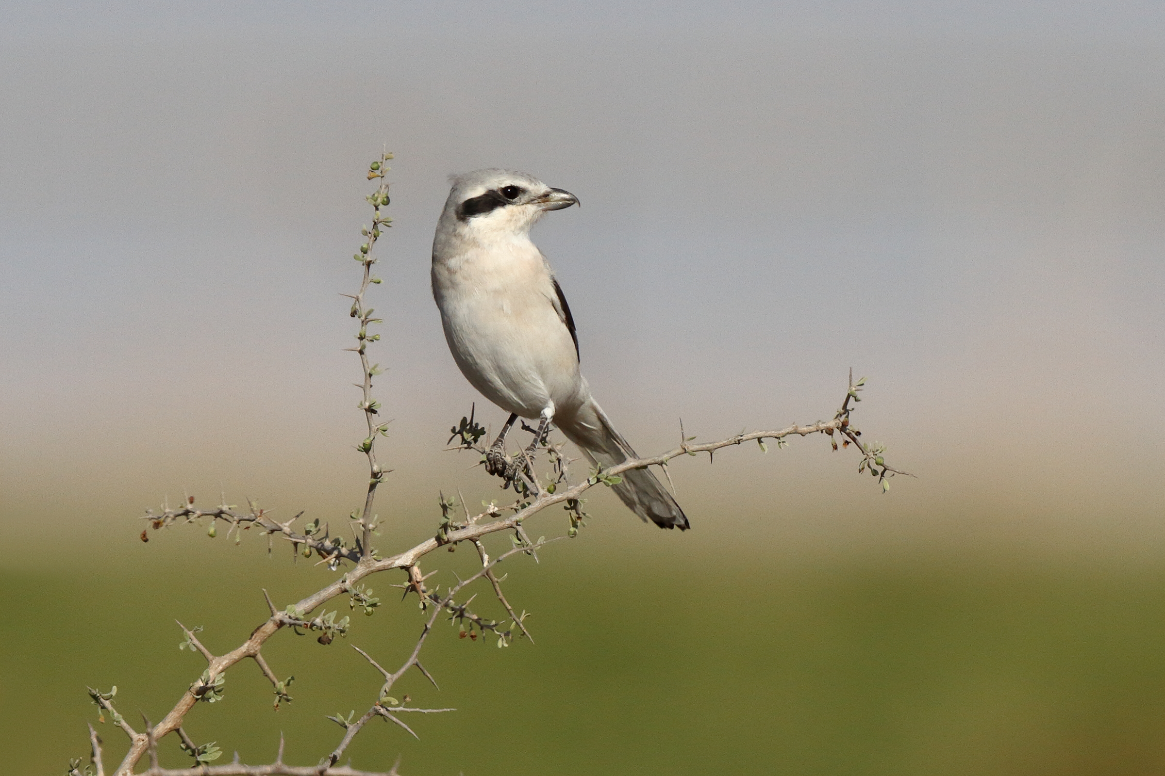 'Steppe' Grey Shrike. Qatar, 03 March 2014 © Neil G. Morris.