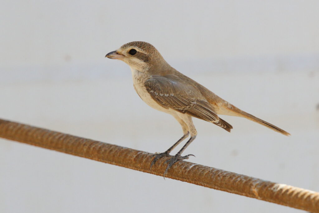 Turkestan Shrike. Qatar, 10 October 2012 © Neil G. Morris.