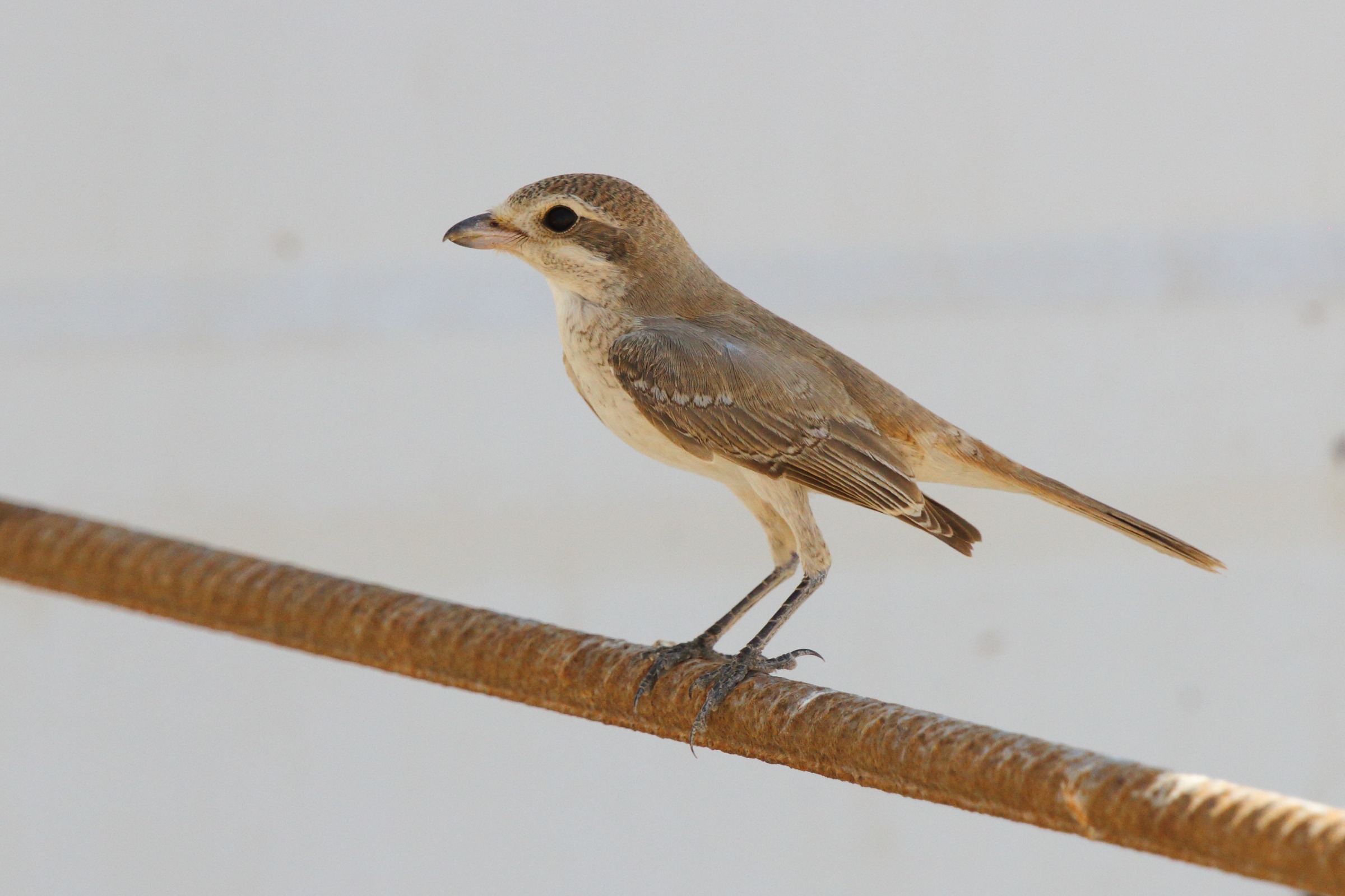 Turkestan Shrike. Qatar, 10 October 2012 © Neil G. Morris.