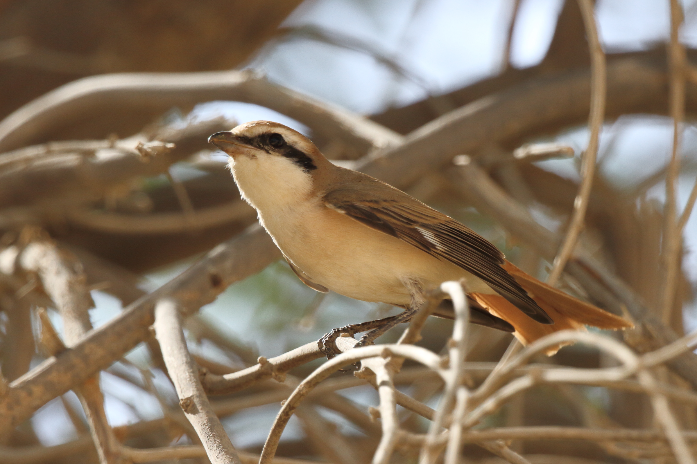 Turkestan Shrike. Qatar, 16 October 2012 © Neil G. Morris.