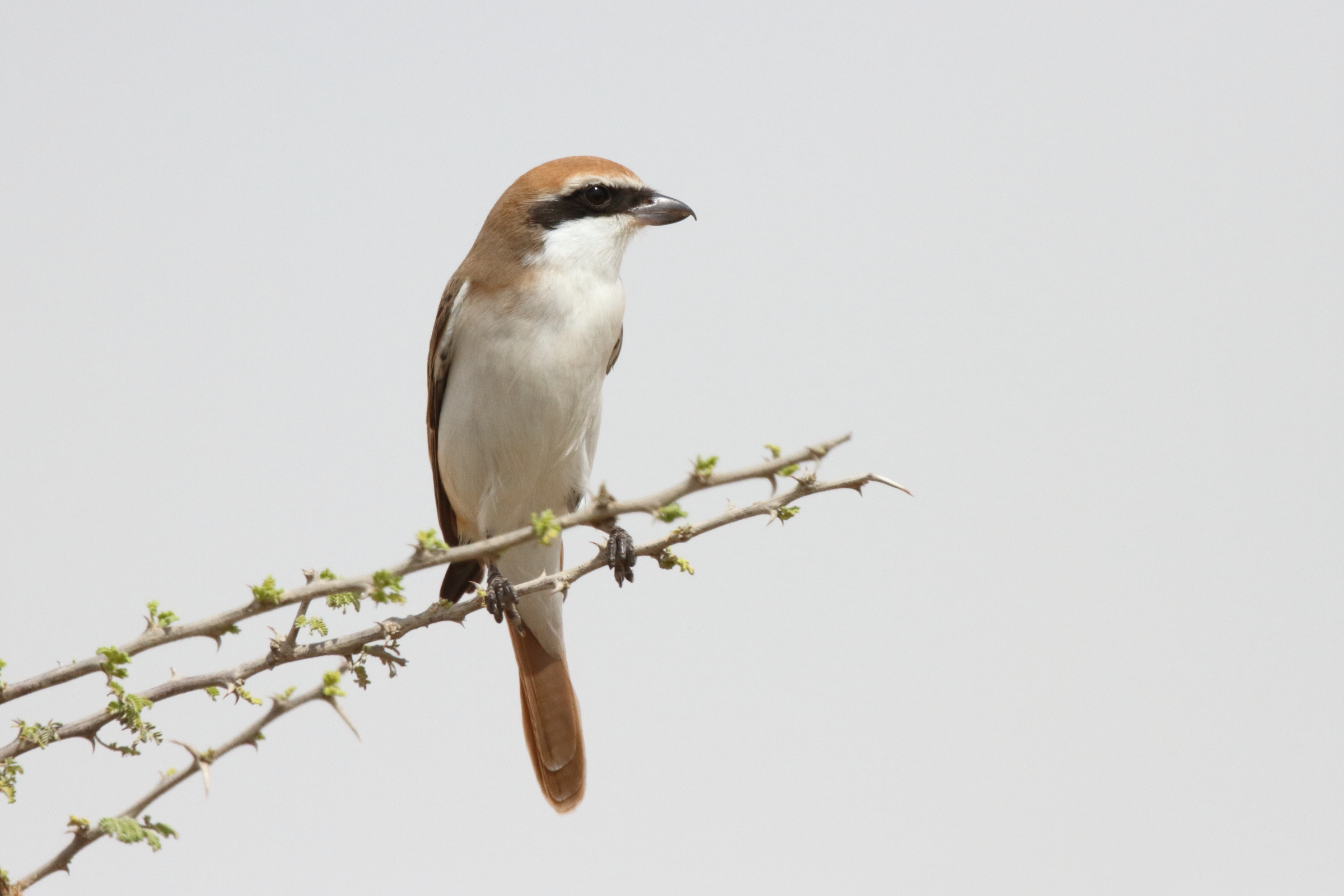 Turkestan Shrike. Qatar, 24 February 2013 © Neil G. Morris.