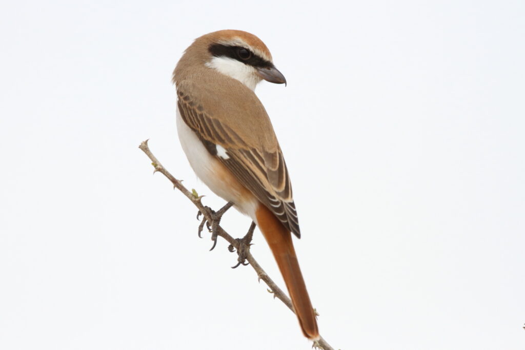 Turkestan Shrike. Qatar, 24 February 2013 © Neil G. Morris.
