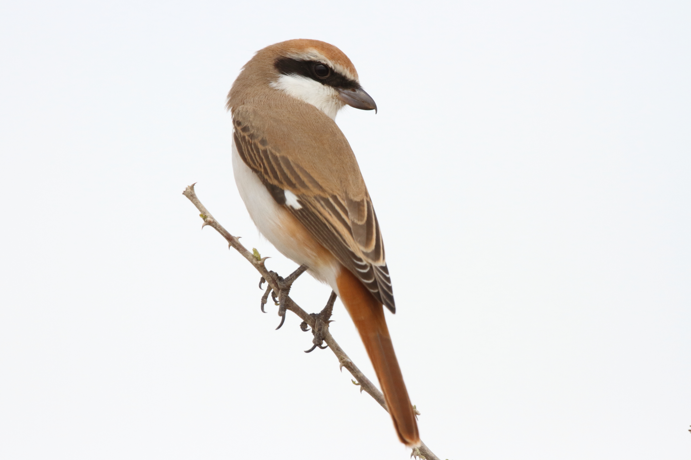 Turkestan Shrike. Qatar, 24 February 2013 © Neil G. Morris.