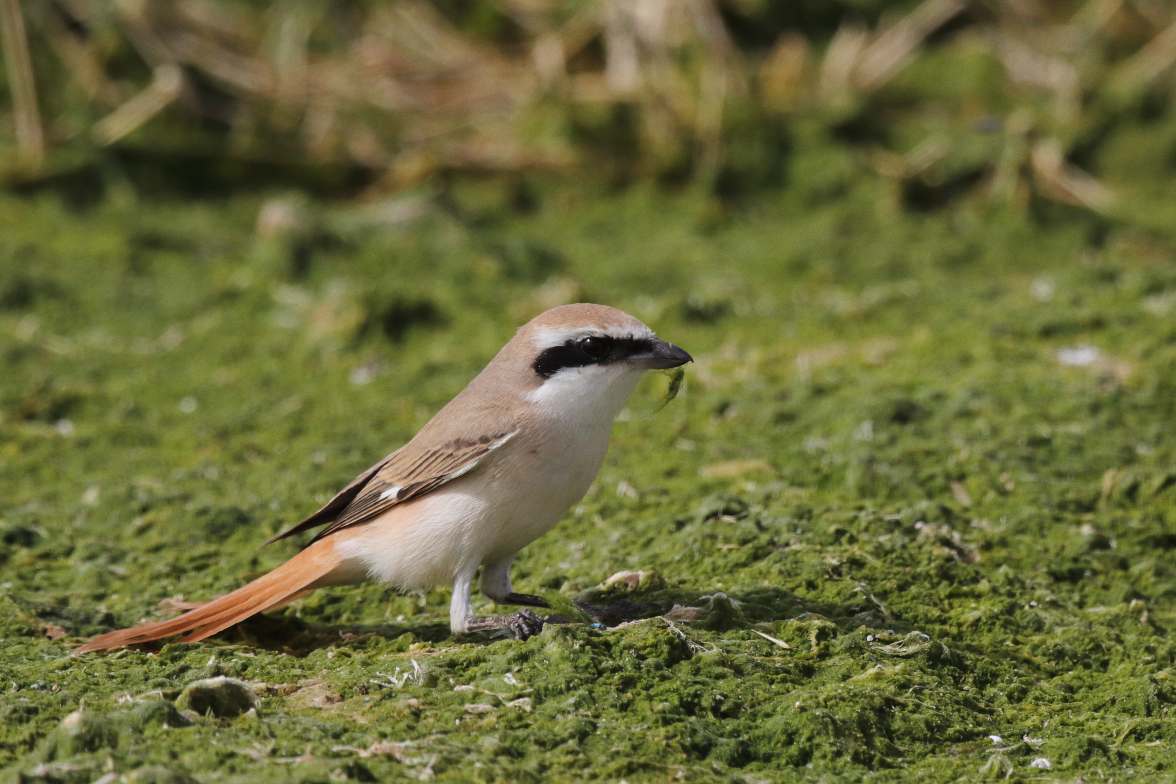 Turkestan Shrike. Qatar, 25 February 2013 © Neil G. Morris.