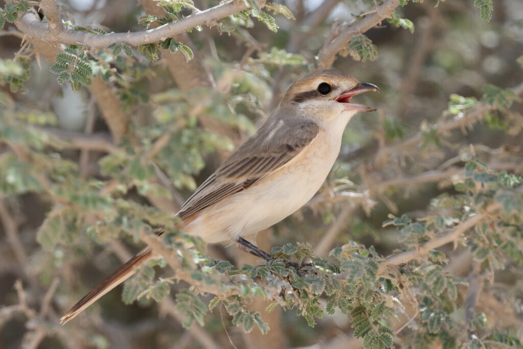 Turkestan Shrike. Qatar, 04 March 2013 © Neil G. Morris.