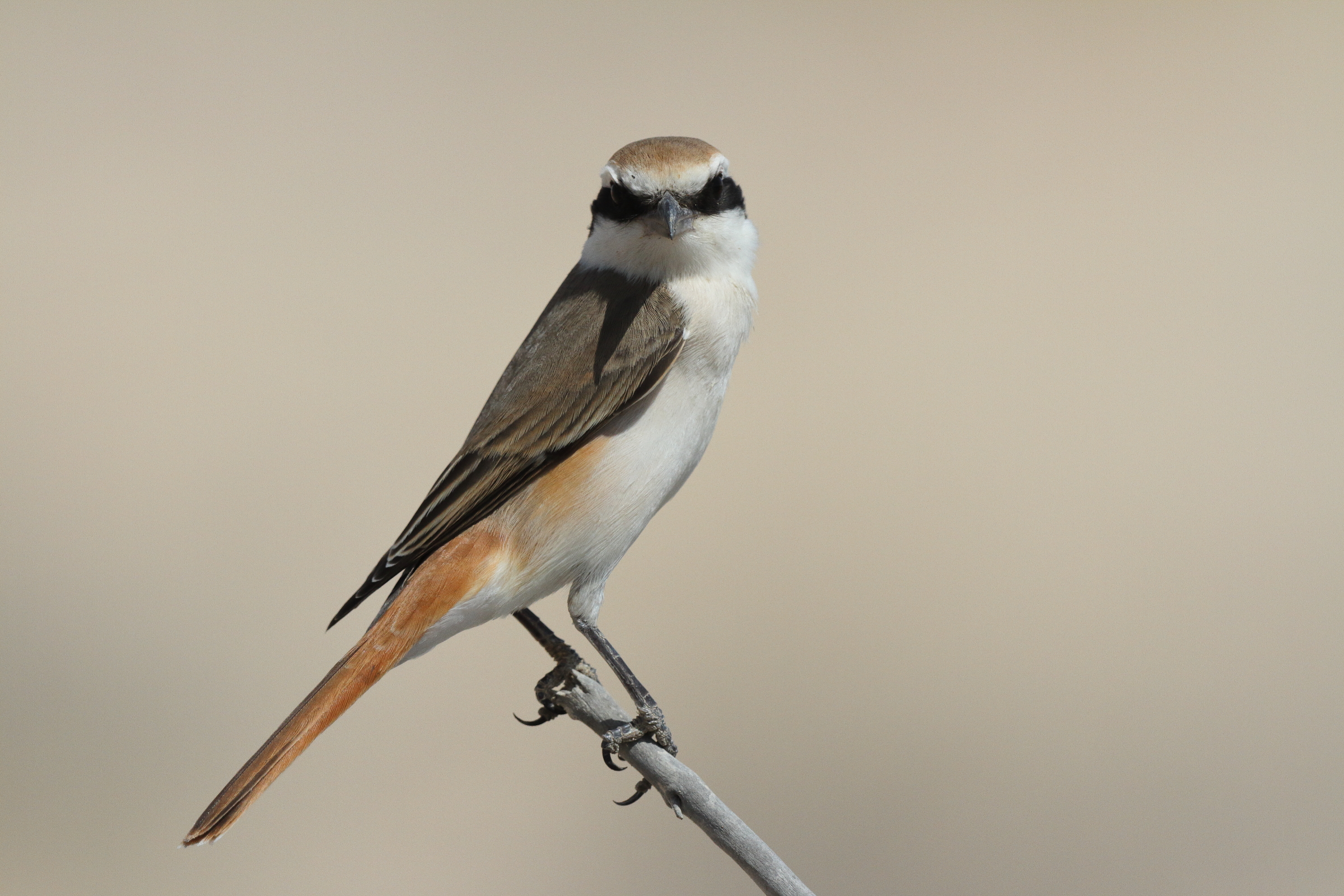 Turkestan Shrike. Qatar, 04 March 2013 © Neil G. Morris.