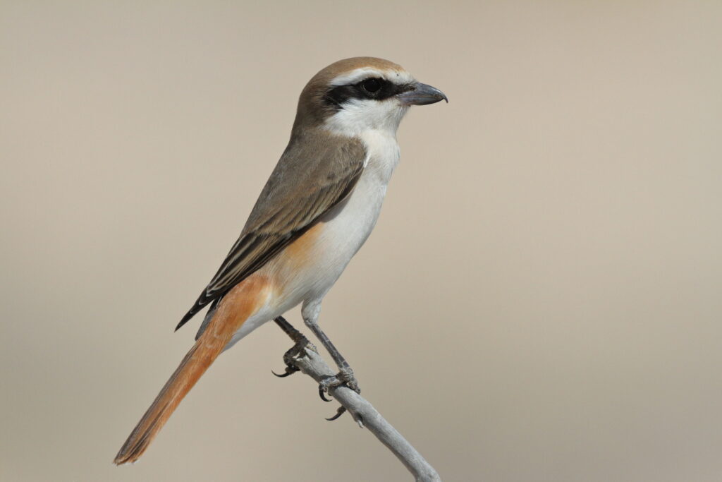 Turkestan Shrike. Qatar, 04 March 2013 © Neil G. Morris.