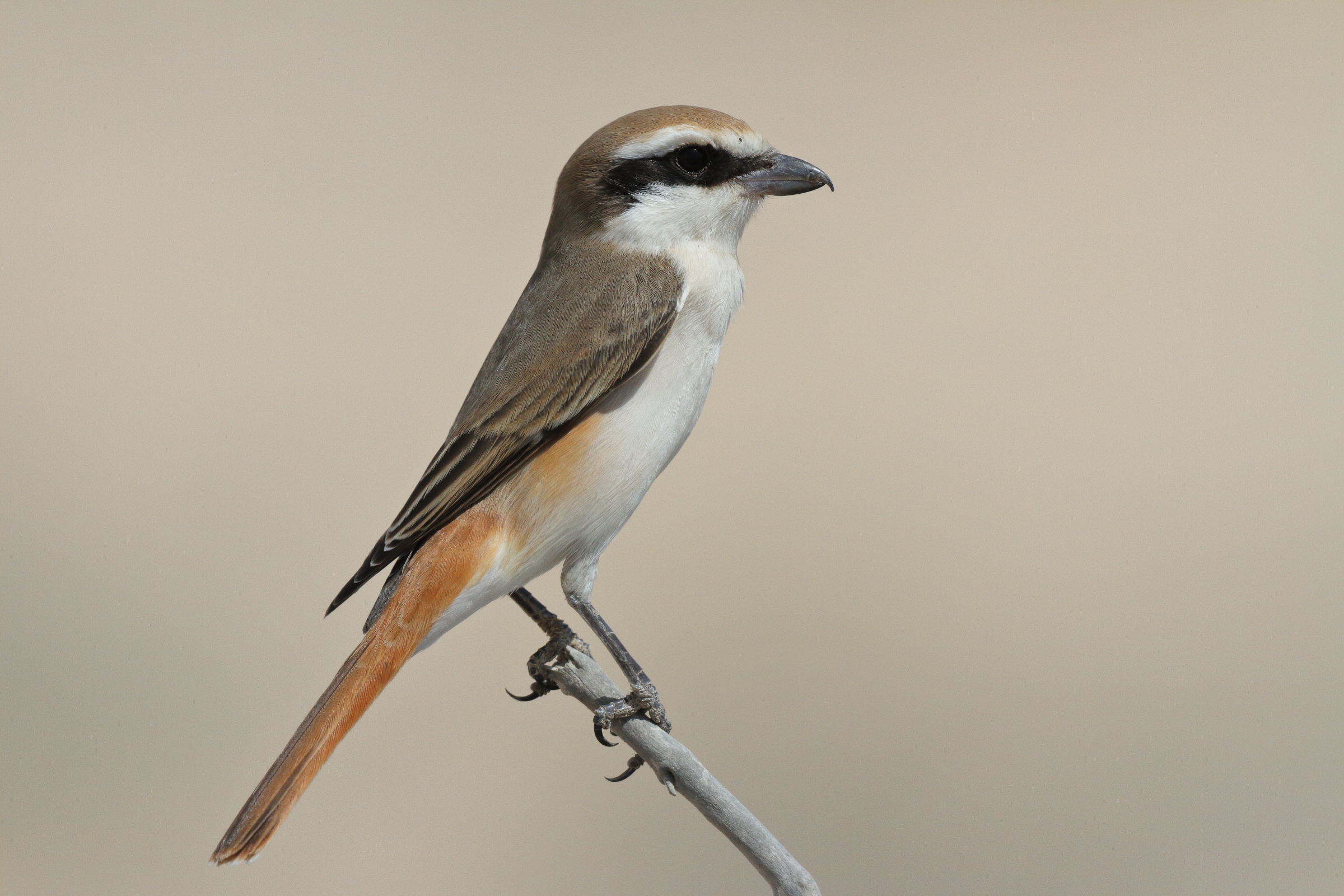 Turkestan Shrike. Qatar, 04 March 2013 © Neil G. Morris.