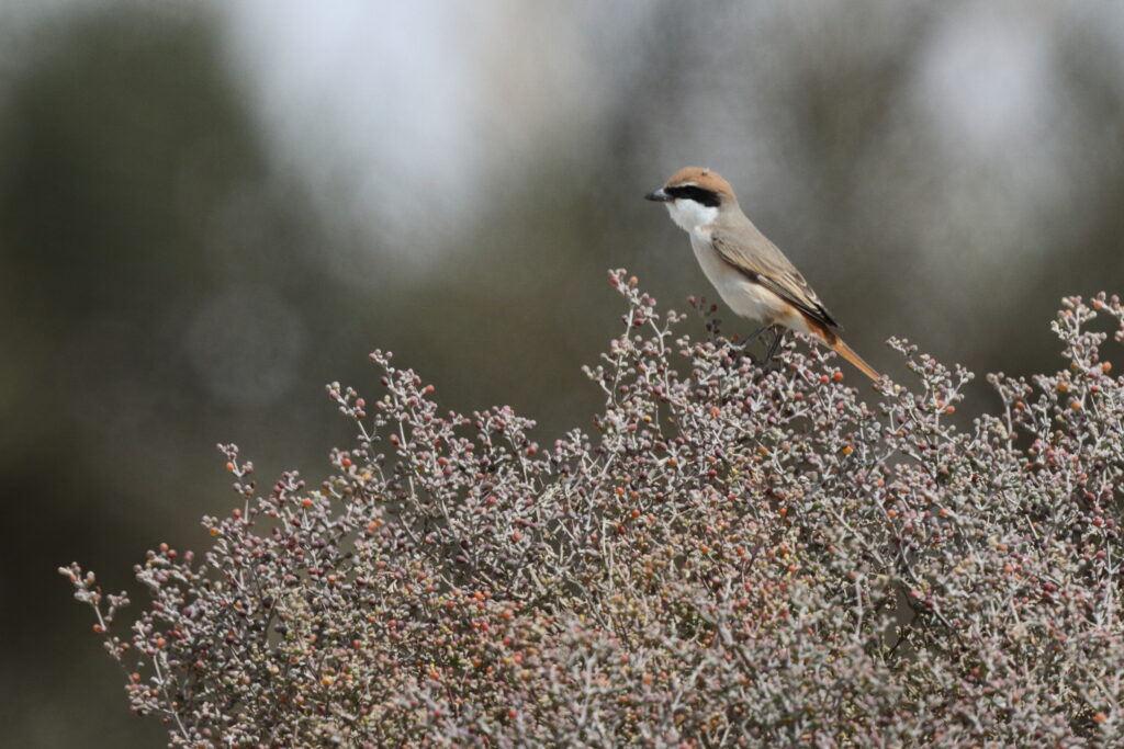Turkestan Shrike. Qatar, 18 March 2013 © Neil G. Morris.