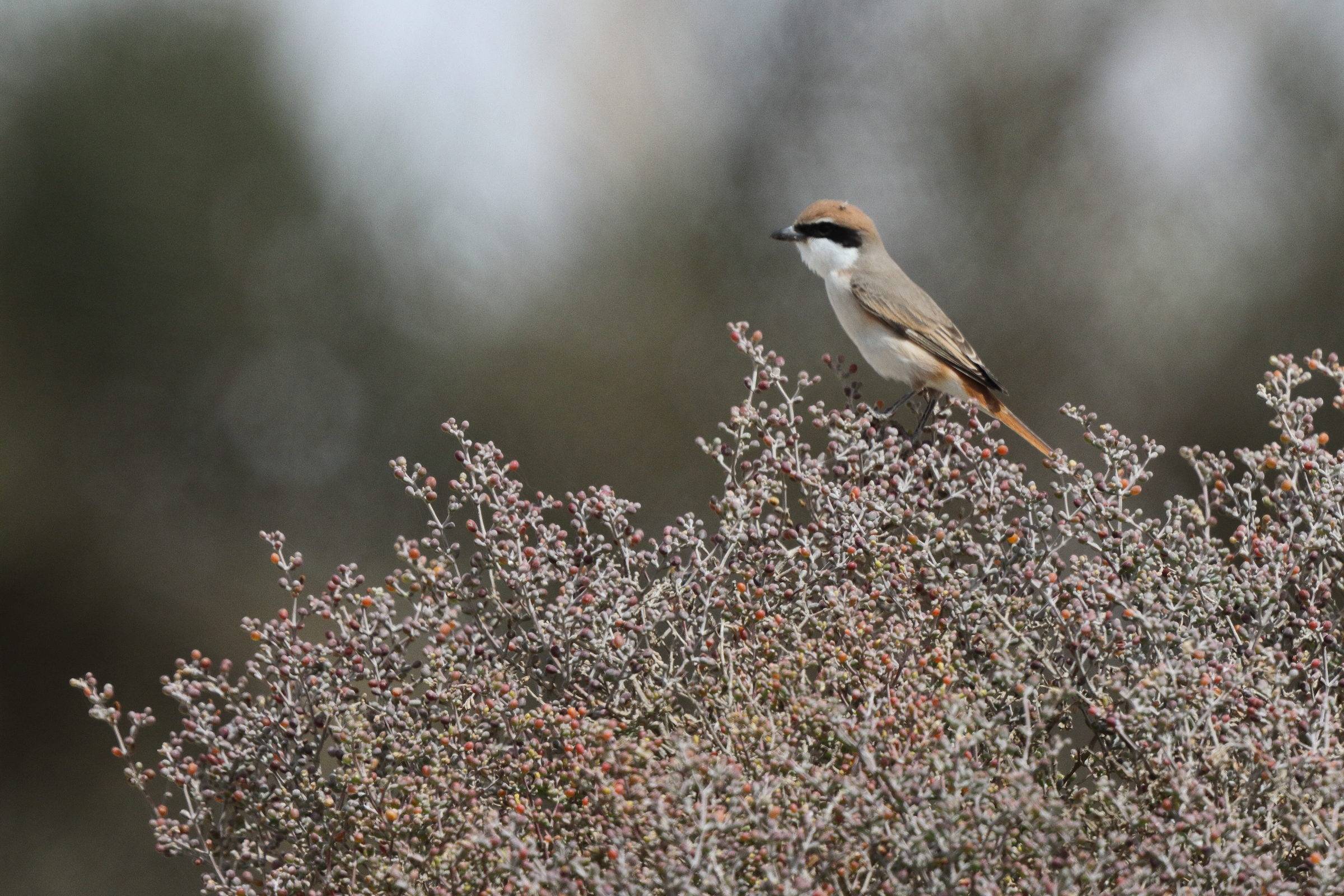 Turkestan Shrike. Qatar, 18 March 2013 © Neil G. Morris.