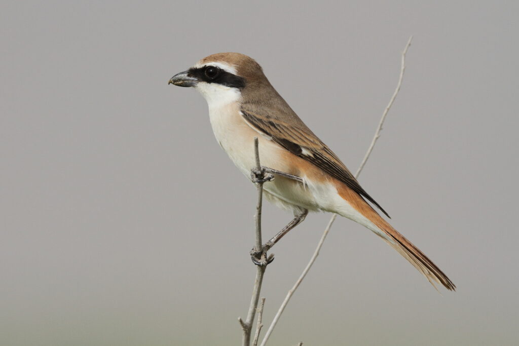 Turkestan Shrike. Qatar, 20 March 2013 © Neil G. Morris.