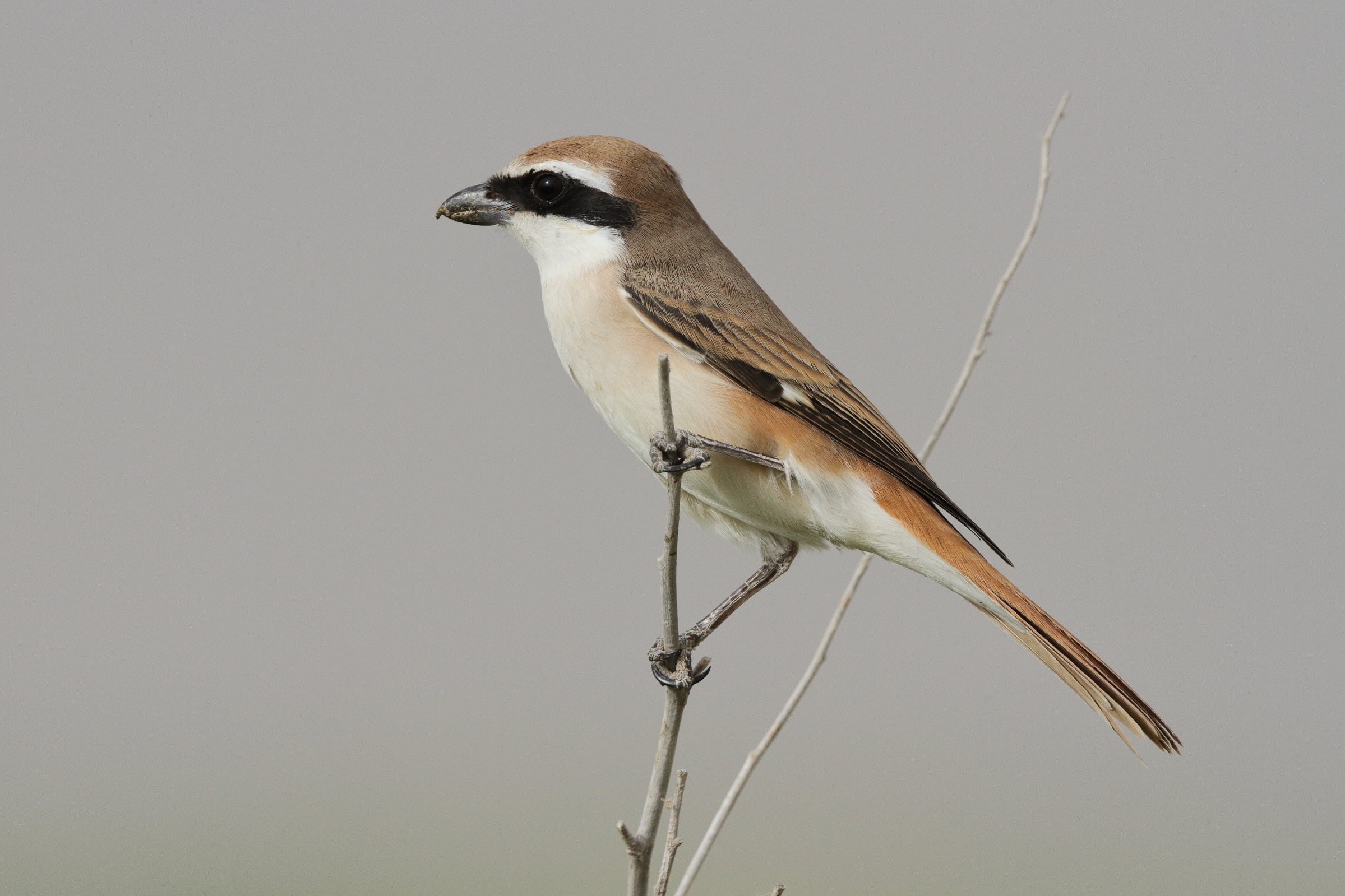 Turkestan Shrike. Qatar, 20 March 2013 © Neil G. Morris.