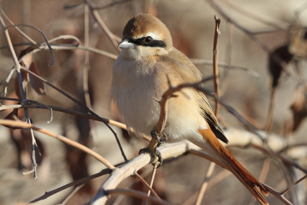 Turkestan Shrike. Qatar, 23 March 2013 © Neil G. Morris.