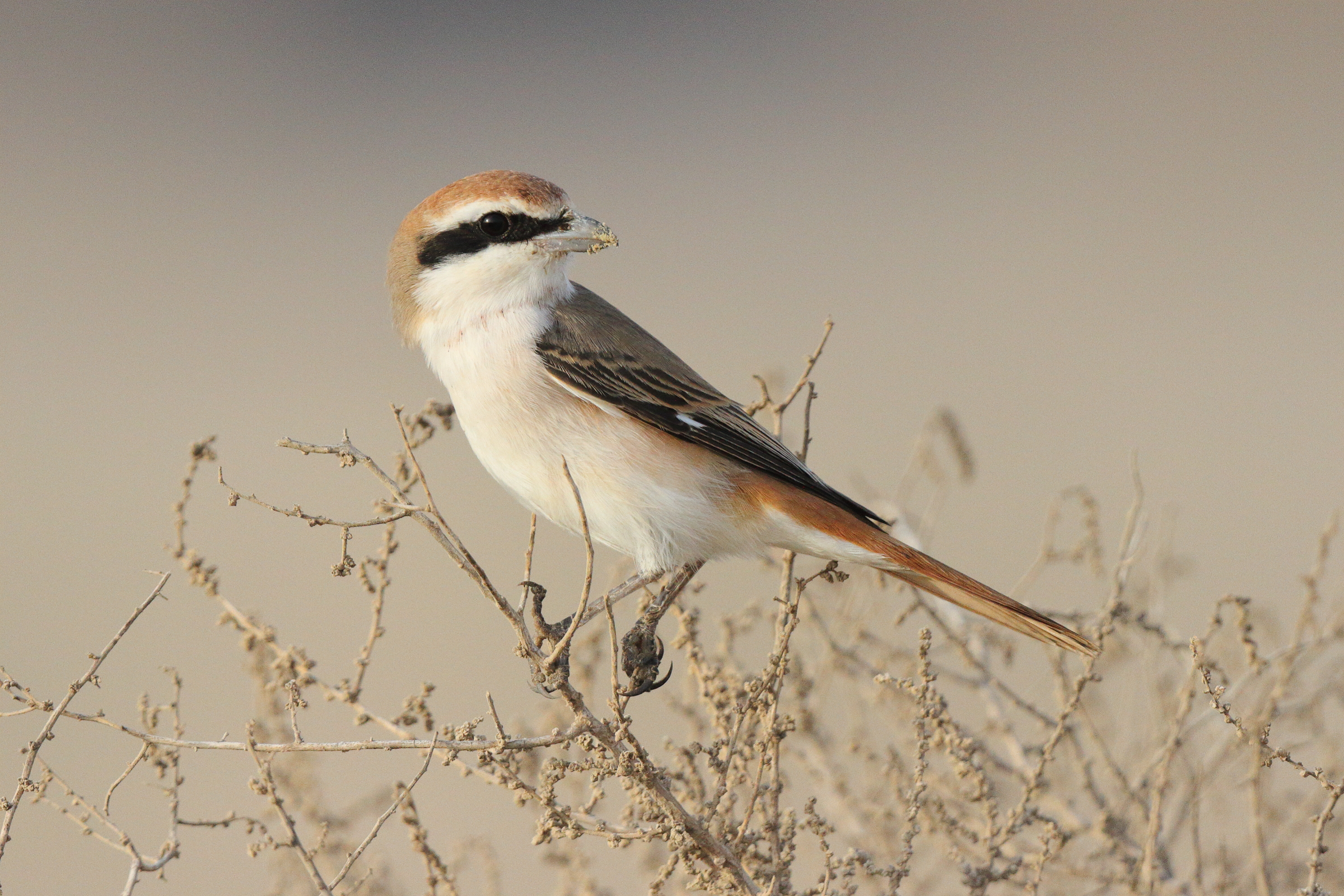 Turkestan Shrike. Qatar, 11 April 2013 © Neil G. Morris.
