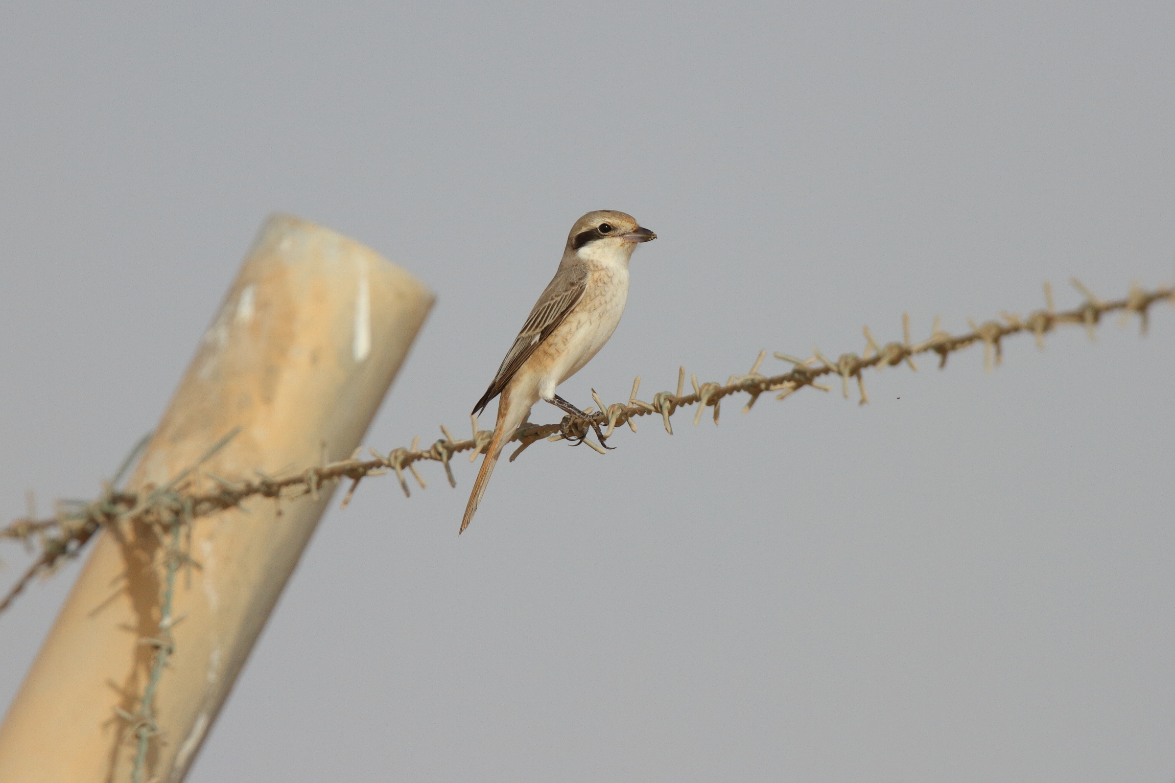 Turkestan Shrike. Qatar, 18 April 2013 © Neil G. Morris.