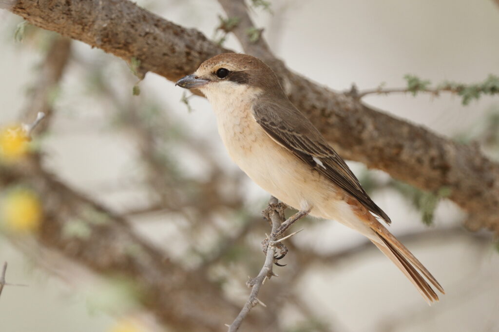 Turkestan Shrike. Qatar, 23 April 2013 © Neil G. Morris.