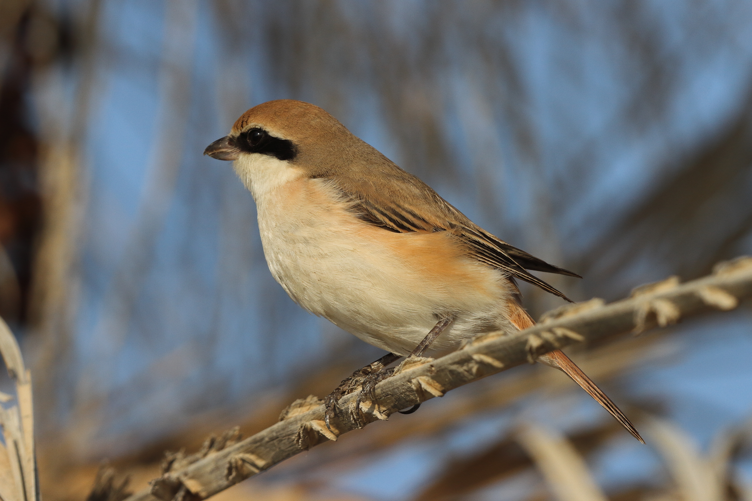 Turkestan Shrike. Qatar, 07 November 2013 © Neil G. Morris.