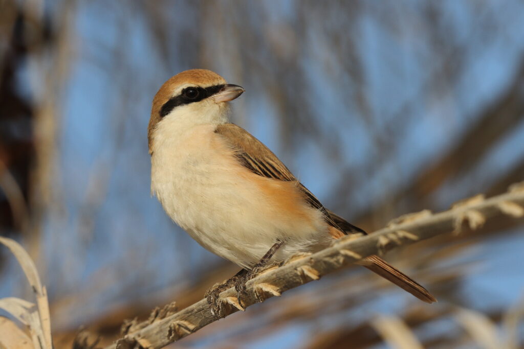 Turkestan Shrike. Qatar, 07 November 2013 © Neil G. Morris.