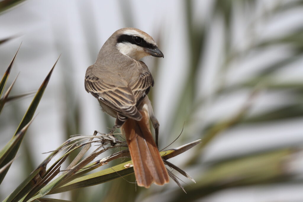 Turkestan Shrike. Qatar, 31 March 2014 © Neil G. Morris.