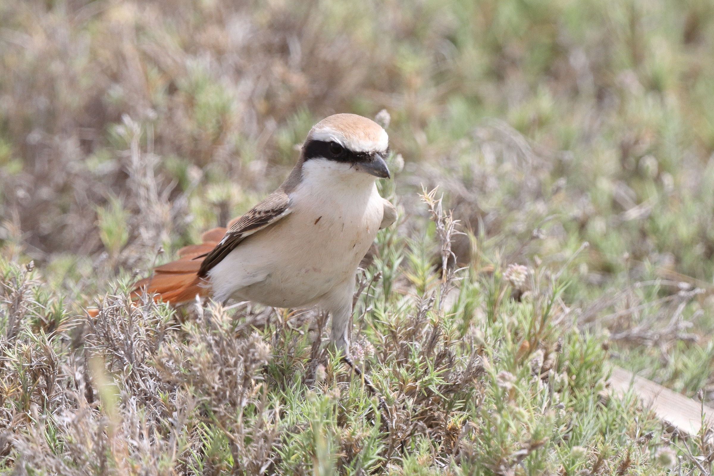 Turkestan Shrike. Qatar, 31 March 2014 © Neil G. Morris.