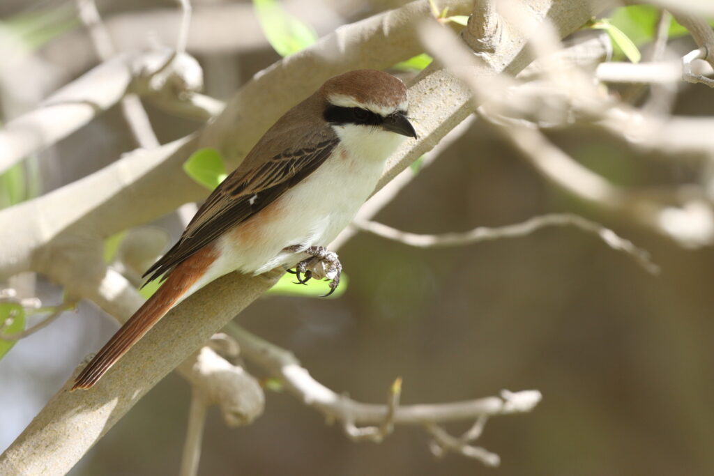Turkestan Shrike. Qatar, 05 May 2014 © Neil G. Morris.