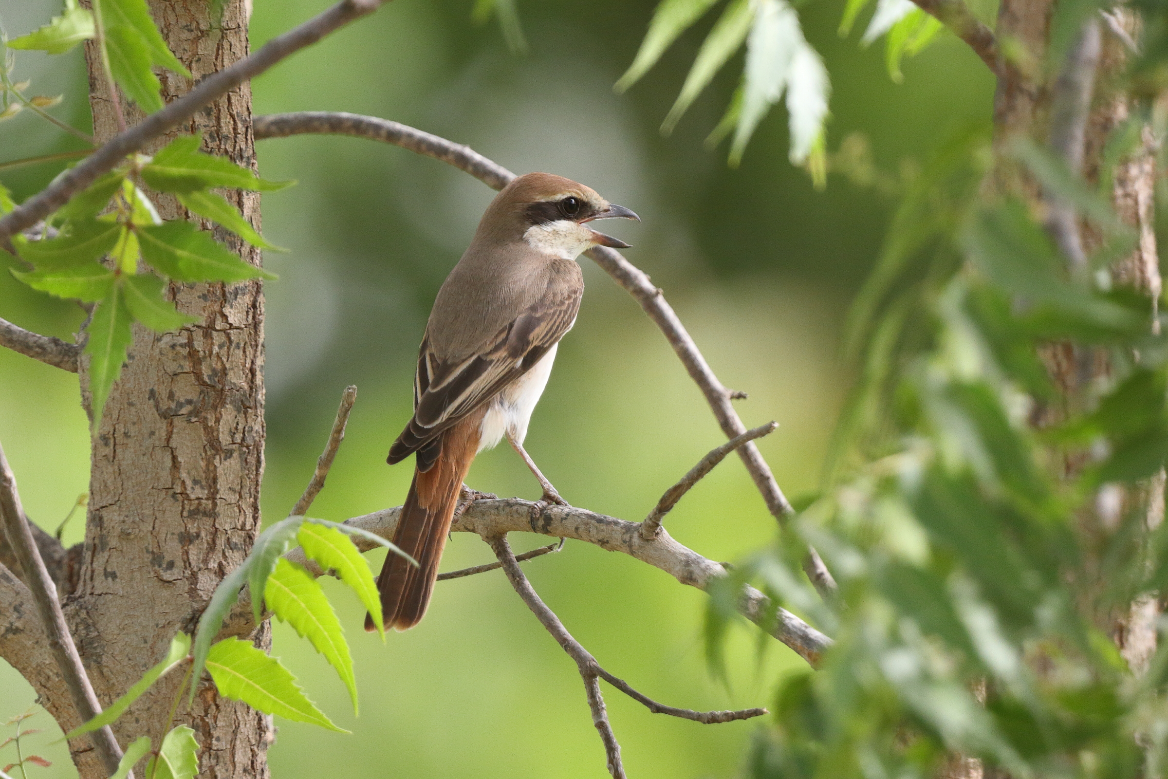 Turkestan Shrike. Qatar, 13 May 2014 © Neil G. Morris.