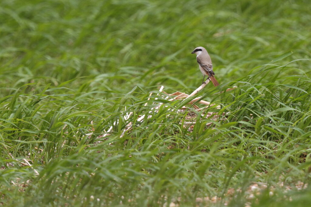 'Karelini' Turkestan Shrike. Qatar, 23 April 2014 © Neil G. Morris.