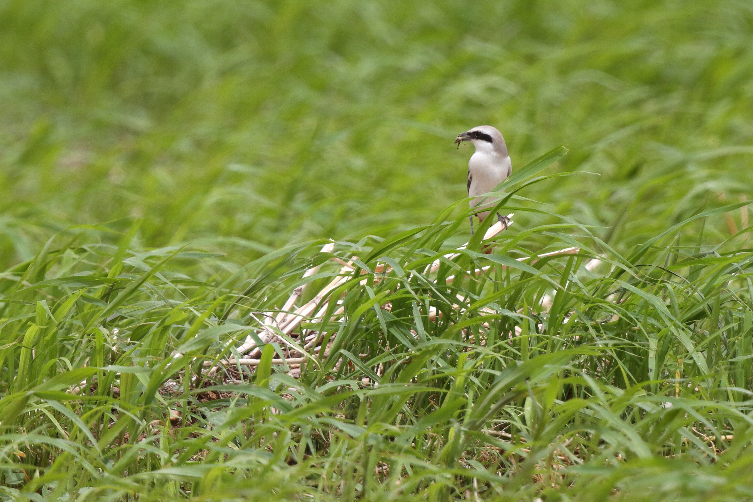 'Karelini' Turkestan Shrike. Qatar, 23 April 2014 © Neil G. Morris.