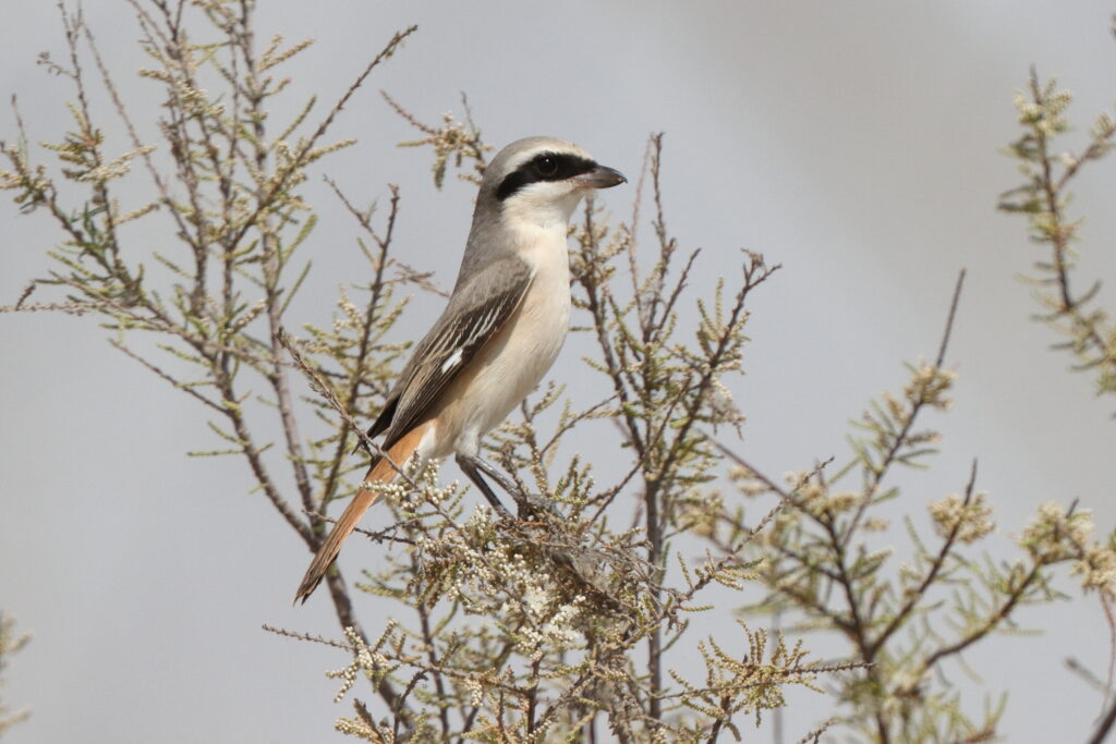 'Karelini' Turkestan Shrike. Qatar, 06 March 2014 © Neil G. Morris.