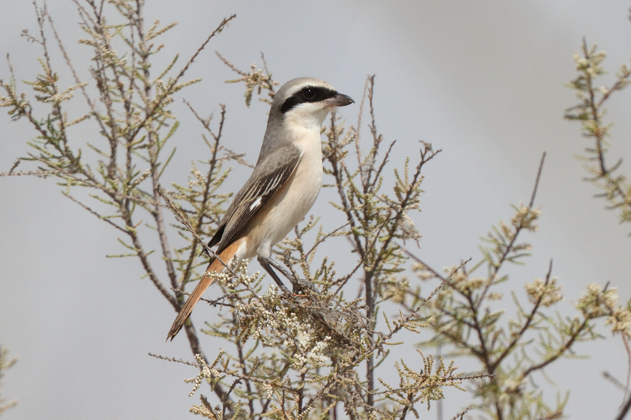 'Karelini' Turkestan Shrike. Qatar, 06 March 2014 © Neil G. Morris.