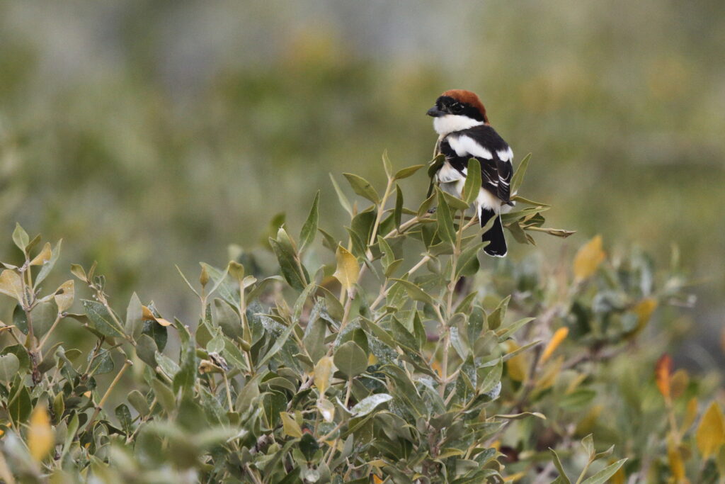 Woodchat Shrike. Qatar, 18 February 2013 © Neil G. Morris.