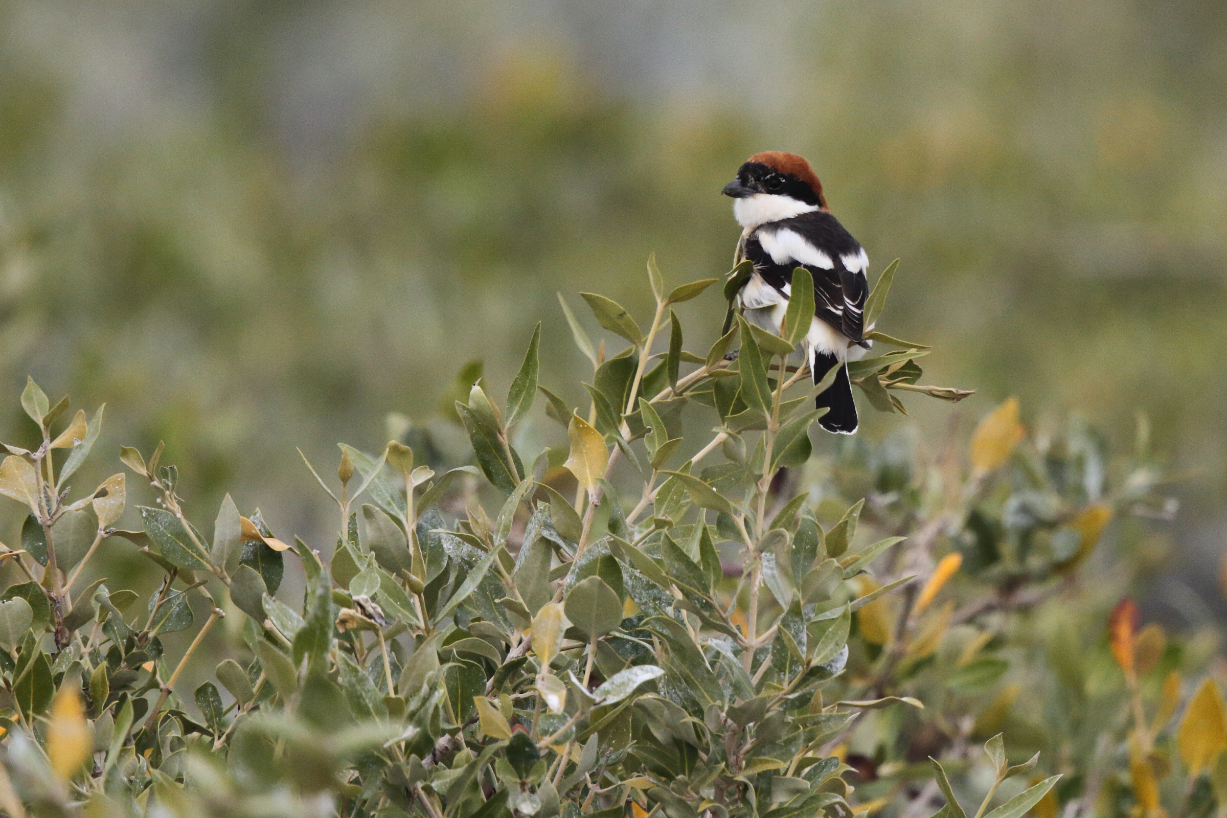 Woodchat Shrike. Qatar, 18 February 2013 © Neil G. Morris.