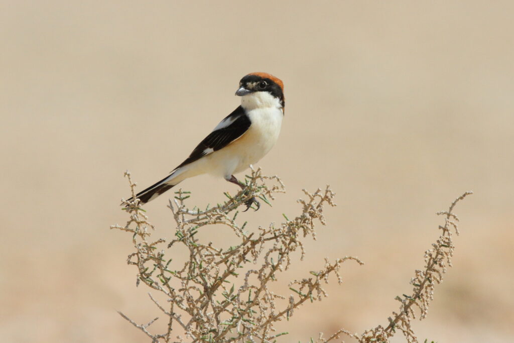 Woodchat Shrike. Qatar, 04 March 2013 © Neil G. Morris.