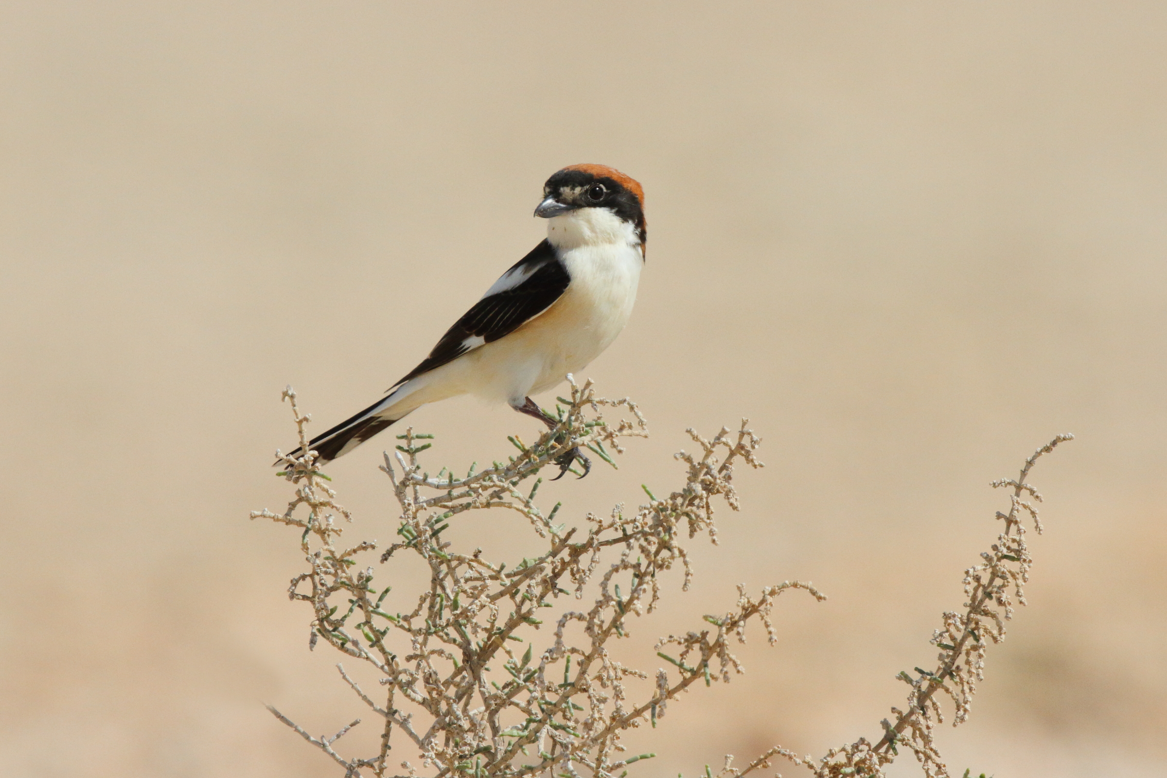 Woodchat Shrike. Qatar, 04 March 2013 © Neil G. Morris.