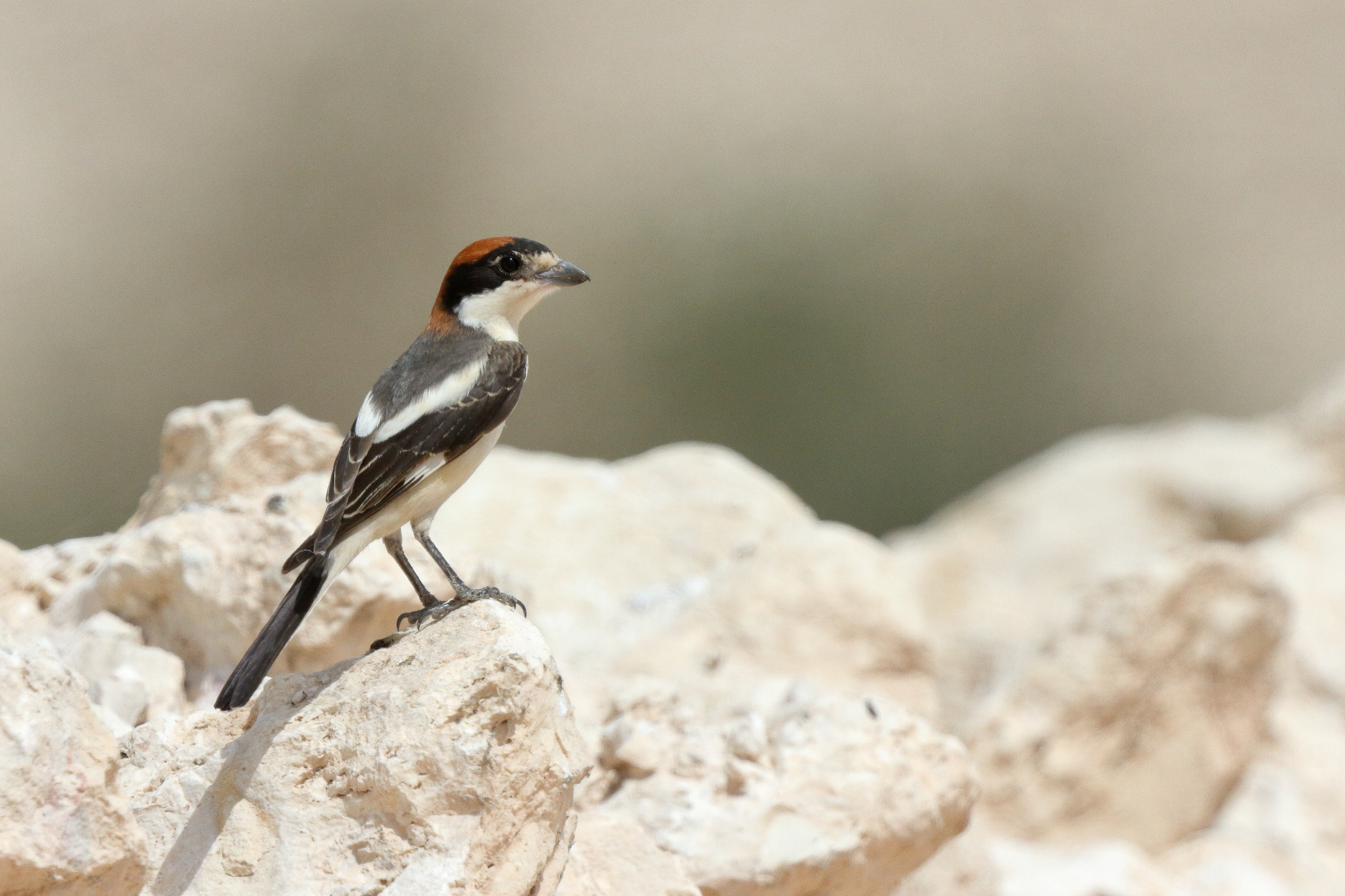 Woodchat Shrike. Qatar, 20 March 2013 © Neil G. Morris.