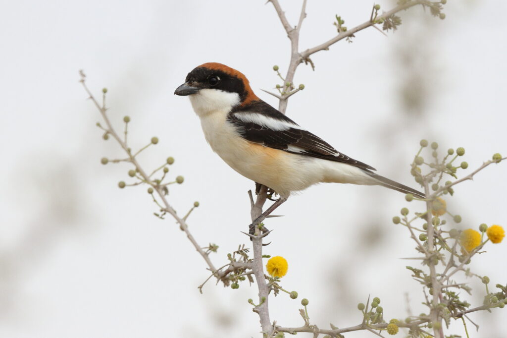 Woodchat Shrike. Qatar, 20 March 2013 © Neil G. Morris.