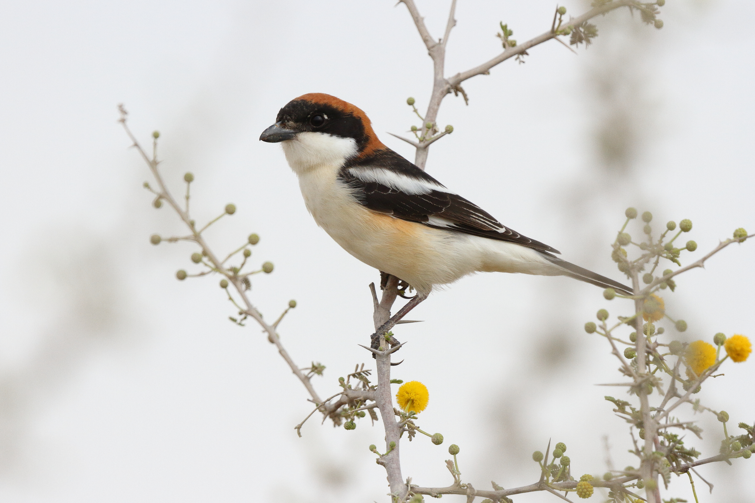 Woodchat Shrike. Qatar, 20 March 2013 © Neil G. Morris.