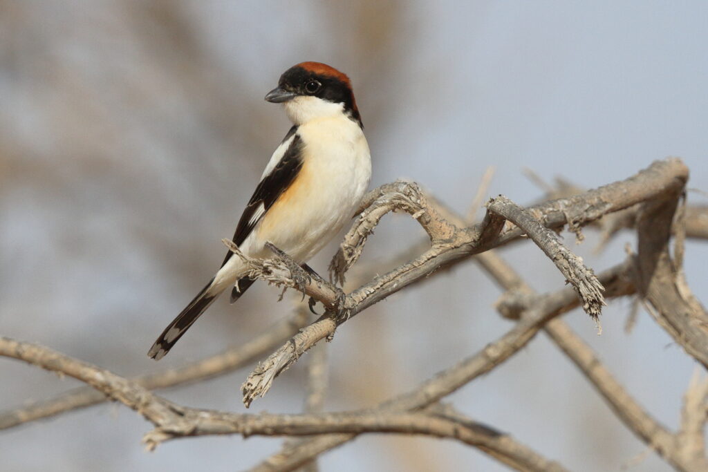 Woodchat Shrike. Qatar, 22 March 2013 © Neil G. Morris.